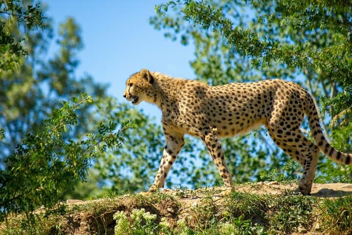 6-Day Luxury Safari Through Tarangire, Serengeti & Ngorongoro — Big Five & Crater Game Drives