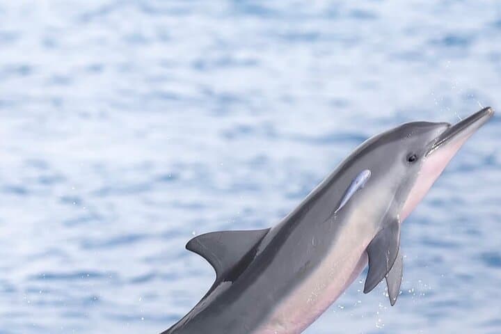 Swim With Wild Dolphins and South Mauritius Tour with Lunch — Chamarel, Grand Bassin & Waterfalls photo 2