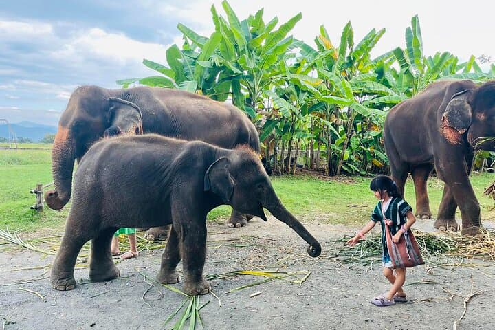 Chapulin Elephant Care & Bua Tong Sticky Waterfall — Ethical Encounters Near Chiang Mai photo 4