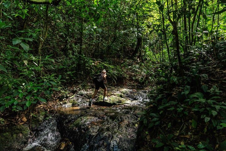 Into the San Pedrillo: 2-Day Corcovado Jungle Expedition photo 5