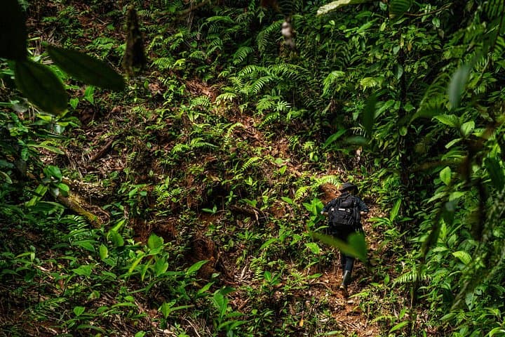 Full-Day Corcovado Hike from Drake Bay — 18–20 km Jungle Adventure photo 2