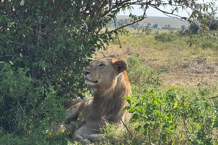 3-Day Maasai Mara Classic Safari: Big Five Game Drives and Migration Watch photo 4