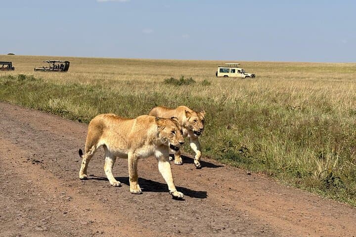 3-Day Maasai Mara Classic Safari: Big Five Game Drives and Migration Watch