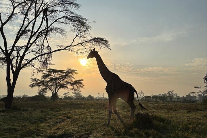 3-Day Maasai Mara Classic Safari: Big Five Game Drives and Migration Watch photo 2