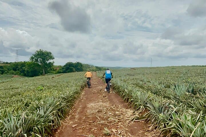 E‑bike Pineapple Farm Tour from Panama City — Ride, Taste & River Refresh