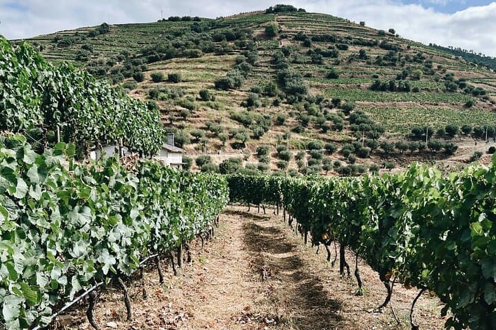 Douro Valley Private Historic Tour with Vineyard Lunch and Douro River Cruise photo 6