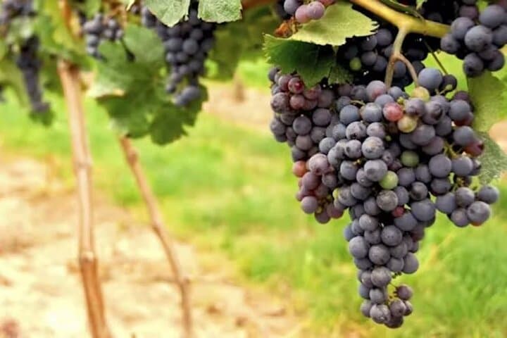Full-Day Armstrong Redwoods and Russian River Wine Tour from San Francisco photo 5