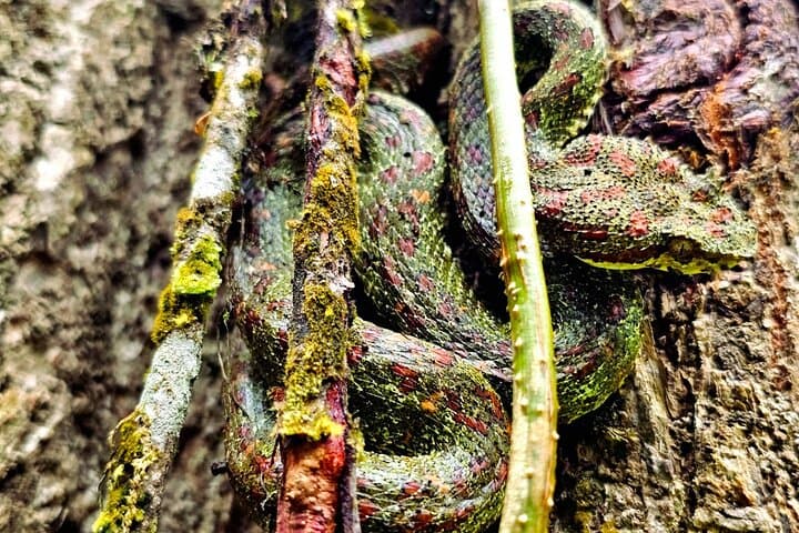 Into the San Pedrillo: 2-Day Corcovado Jungle Expedition photo 6
