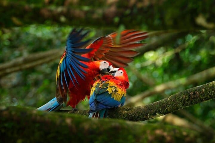 2-Day Corcovado Trek: Sirena & San Pedrillo Rainforest Adventure photo 4