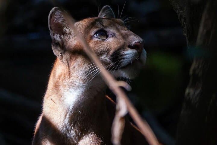 2-Day Corcovado Trek: Sirena & San Pedrillo Rainforest Adventure