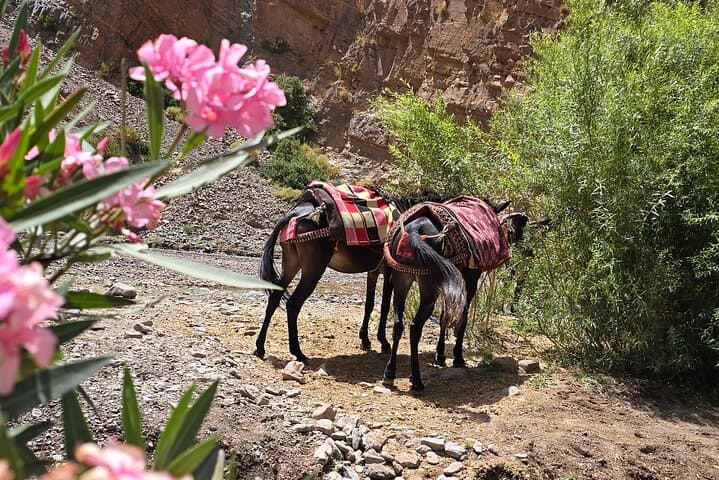Mule Trek to M'Goun Valleys: Dades Gorge Cultural Day Trip photo 5