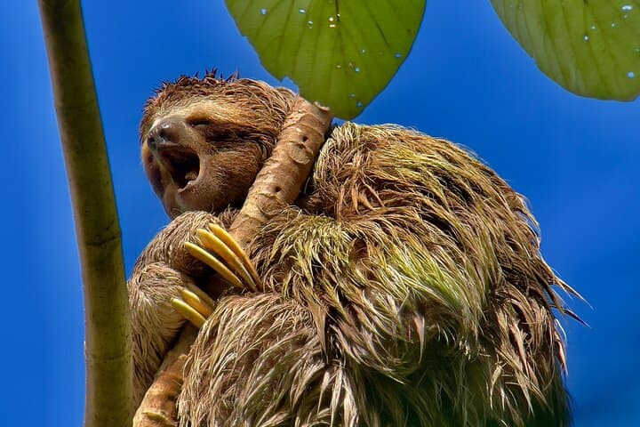 Manuel Antonio National Park Guided Wildlife Tour — Sloths, Monkeys & Beach photo 3