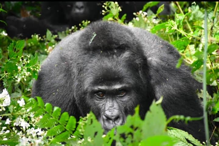 3-Day Bwindi Gorilla Trekking and Batwa Community Experience