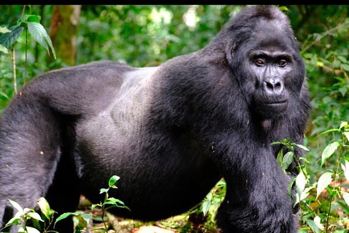 3-Day Bwindi Gorilla Trekking and Batwa Community Experience photo 3