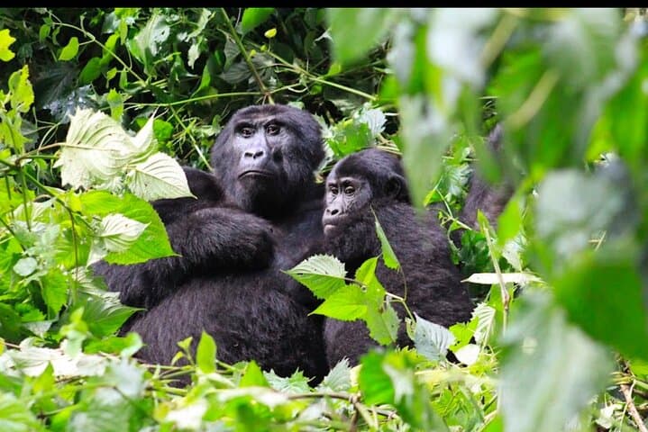 3-Day Bwindi Gorilla Trekking and Batwa Community Experience photo 6