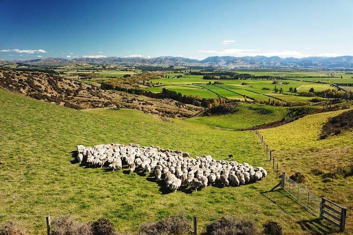 Merino Farm Experience: Hands-On Woolshed Tour & Hilltop Views in Canterbury