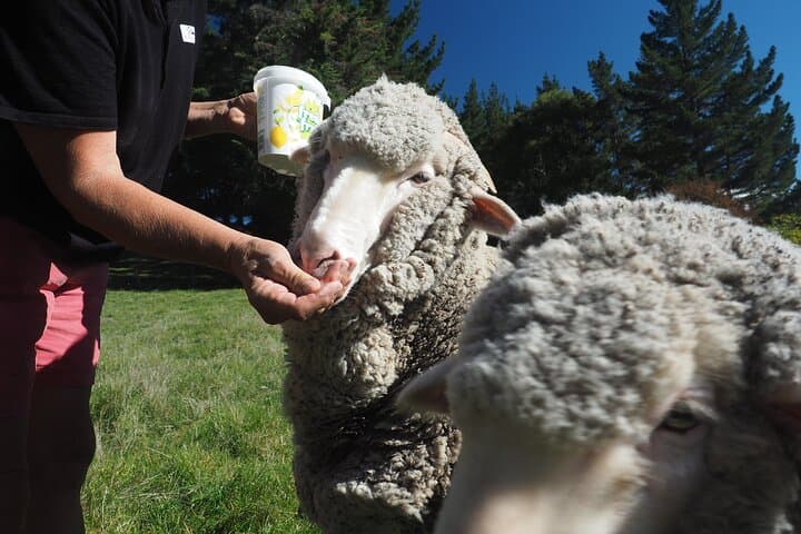 Merino Farm Experience: Hands-On Woolshed Tour & Hilltop Views in Canterbury photo 5