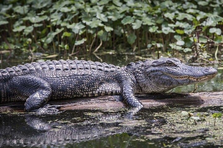 Miami Triple Combo — City Sights, Millionaire Row Boat Cruise & Everglades Airboat Adventure (2-Day) photo 2