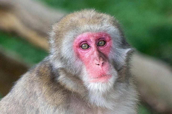 Kyoto Walking Tour: Fushimi Inari Torii, Arashiyama Bamboo Grove & Monkey Park photo 4