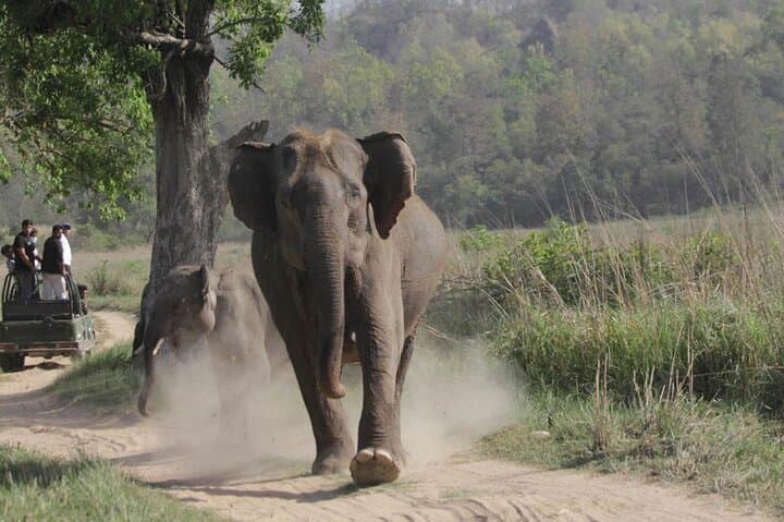 Ranipur Leopard Safari — Open-Jeep Wildlife Experience near Haridwar photo 6