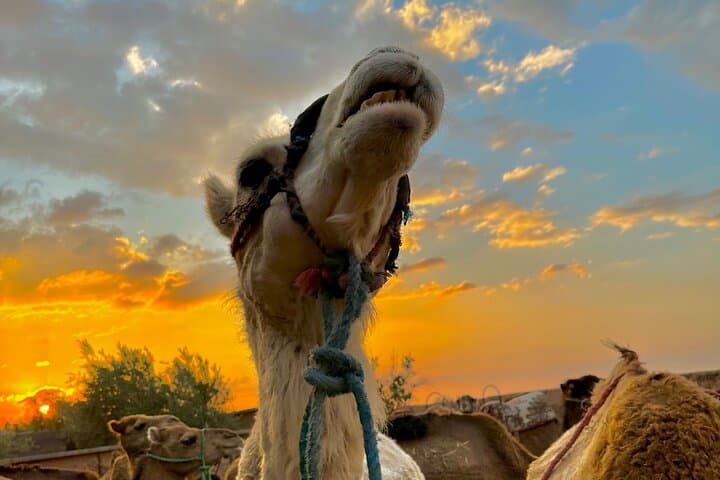 Agafay Desert Camel Ride & Moroccan Breakfast with Argan Cooperative Visit photo 4