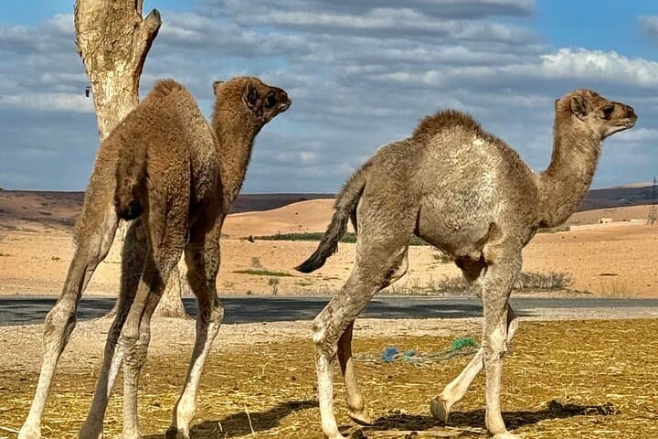 Agafay Desert Camel Ride & Moroccan Breakfast with Argan Cooperative Visit photo 5