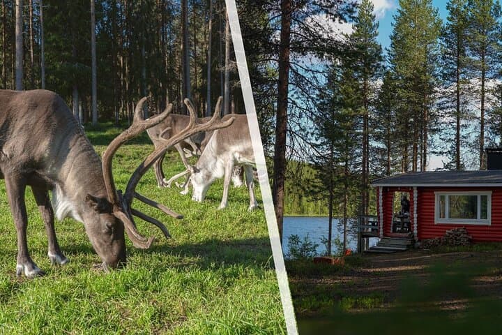 Wilderness Sauna and Reindeer Farm Experience Near Rovaniemi