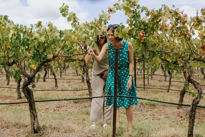 Hunter Valley Wine & Food Tour — Behind-the-Scenes Tastings in Pokolbin photo 3