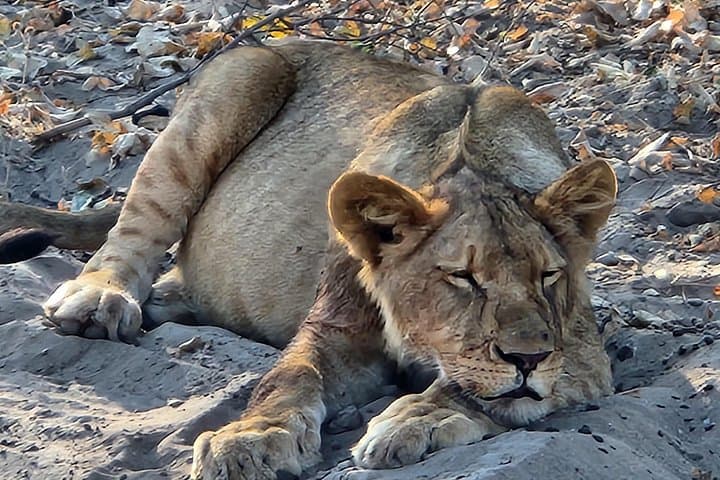 First-Light Game Drive in Zambezi National Park: Wild Encounters Near Victoria Falls photo 4