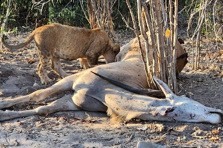 Zambezi National Park 3-Hour Game Drive from Victoria Falls