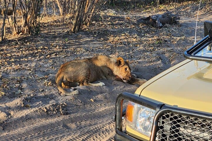Chobe Quadripoint Predator Safari: Lions, Leopards & Chobe River Cruise photo 5