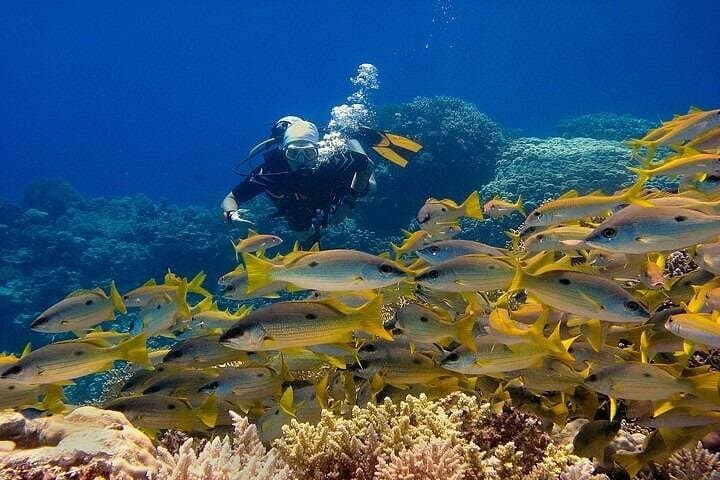 Red Sea Reef Day: Hurghada Full-Day Scuba & Snorkel Adventure with Lunch photo 2