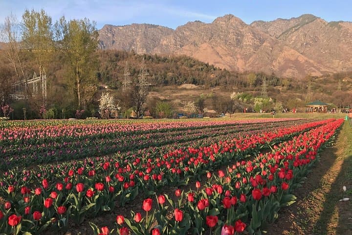 Kashmir Paradise on Earth: 7-Day Srinagar, Gulmarg, Pahalgam & Sonamarg Tour photo 5
