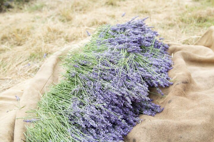 Hands-on Lavender Distillation Workshop on the Vercors photo 4
