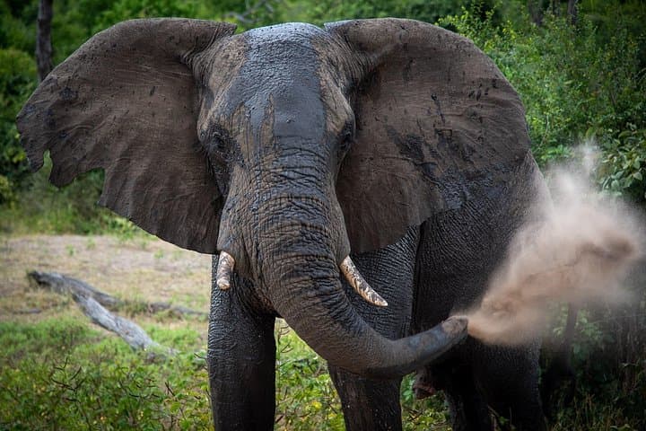 Full-Day Chobe Safari from Livingstone: Game Drive, River Cruise & Lunch photo 1