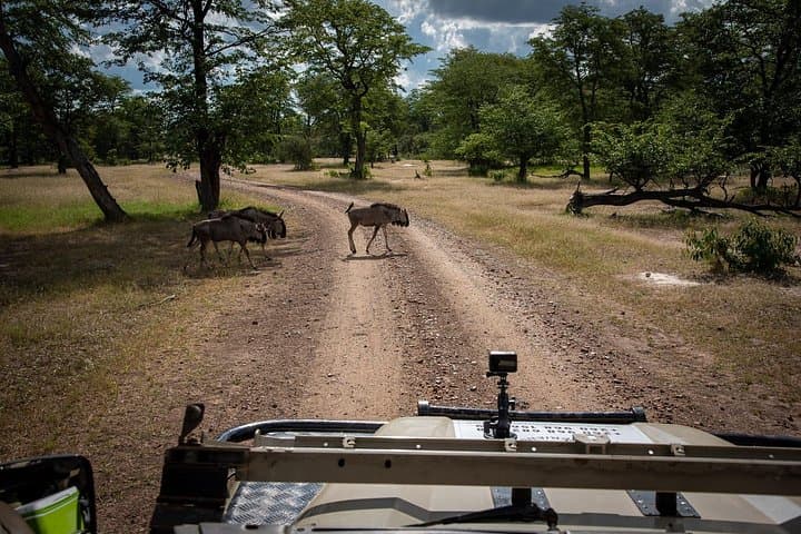 Full-Day Chobe Safari from Livingstone: Game Drive, River Cruise & Lunch photo 2