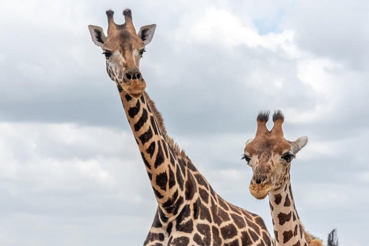 Full-Day Chobe Safari from Livingstone: Game Drive, River Cruise & Lunch photo 3