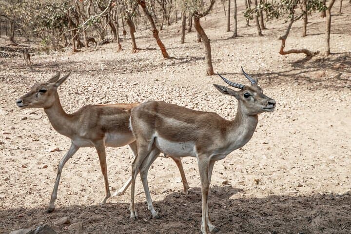 Nagpur to Bhopal: Pench & Satpura Tiger Safaris, Pachmarhi Plateaus and Sanchi Stupas photo 5