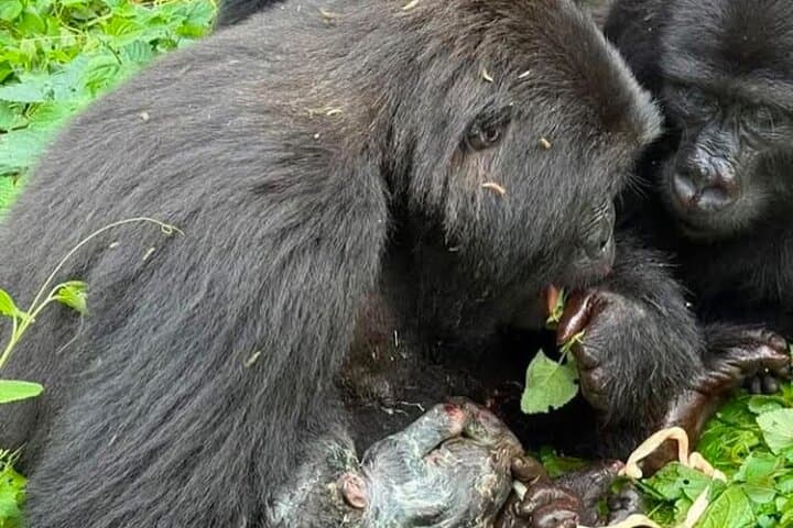 3-Day Bwindi Gorilla Trekking and Batwa Community Experience photo 2