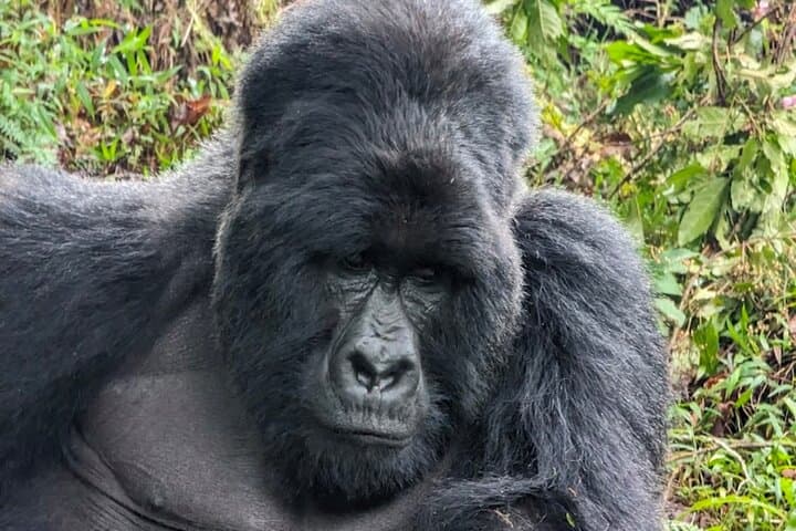 3-Day Bwindi Gorilla Trekking and Batwa Community Experience photo 5