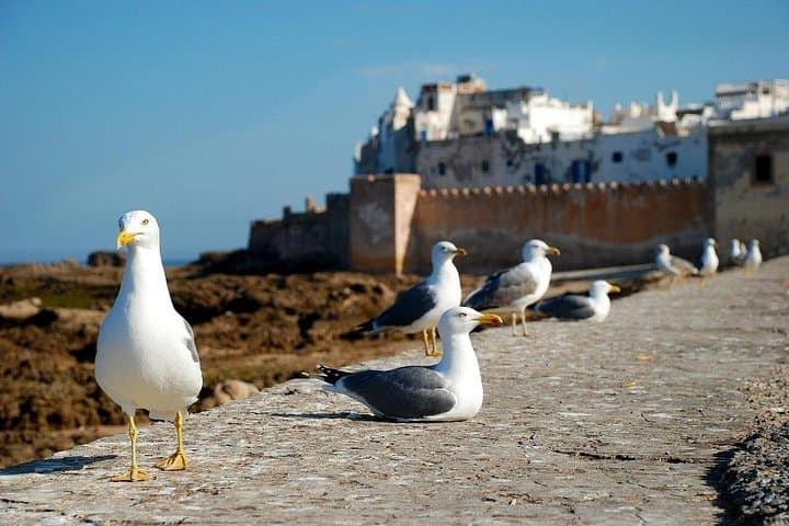 Essaouira Day Trip from Marrakech: Atlantic Ramparts, Argan Co-ops & Coastal Markets photo 1