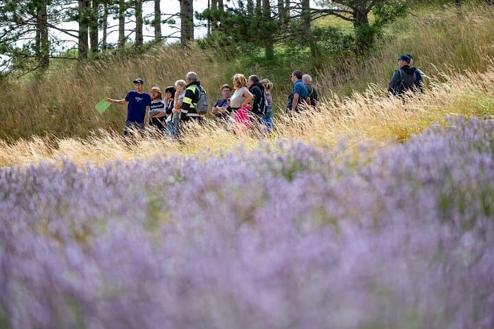 Family Hike Through the Lavender Fields of Vercors (Chamaloc) photo 5