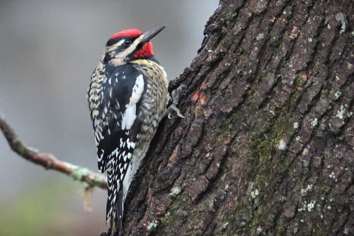 Jackson Park Birdwatching Walk Hendersonville Private Guided Tour