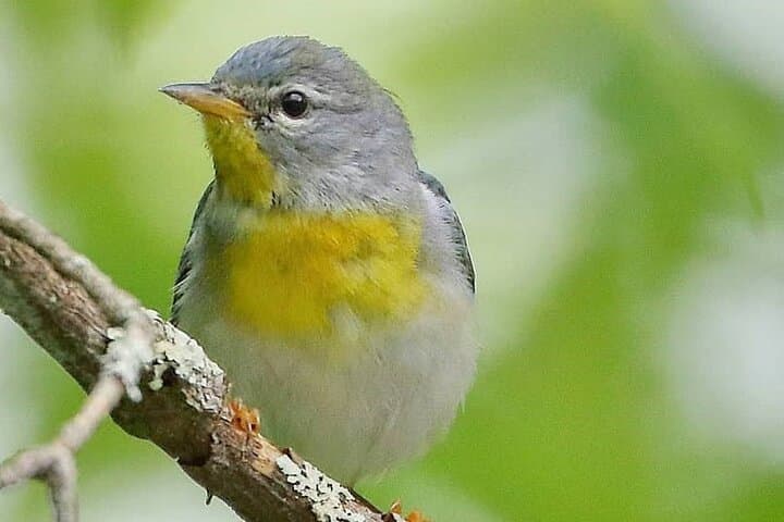 Jackson Park Birdwatching Walk Hendersonville Private Guided Tour photo 3