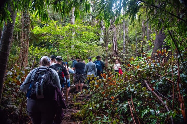 Kona Cloud Forest, Coffee & Sea Turtles: Half-Day Shore Excursion from Kailua-Kona photo 5
