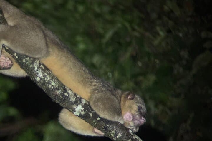 Monteverde Cloud Forest Night Walk: Guided Nocturnal Wildlife Experience photo 3
