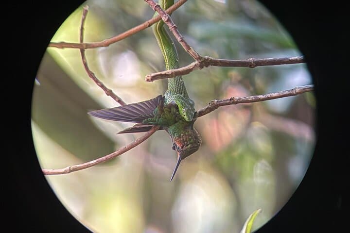 Guided Walk Through Monteverde Cloud Forest Reserve — What to Expect photo 5