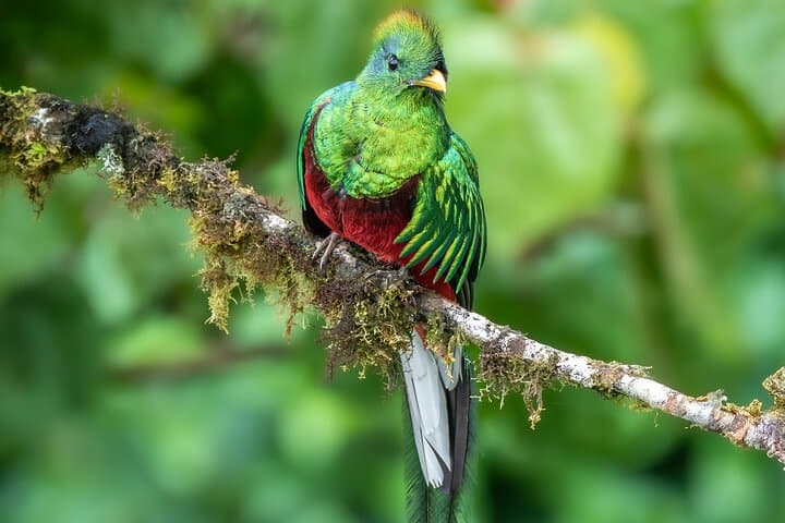 Guided Walk Through Monteverde Cloud Forest Reserve — What to Expect