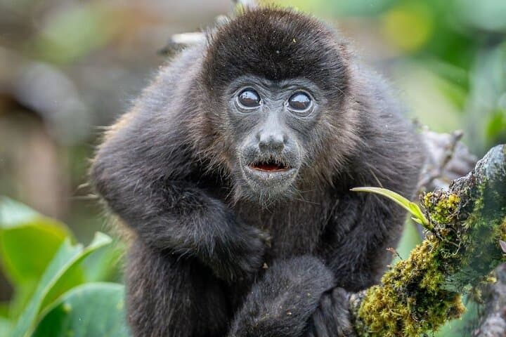 Guided Walk Through Monteverde Cloud Forest Reserve — What to Expect photo 3