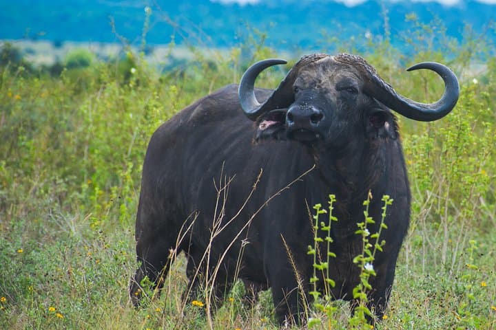 Nairobi Safari, Giraffe Centre & Kazuri Beads – Day Tour from Nairobi photo 1